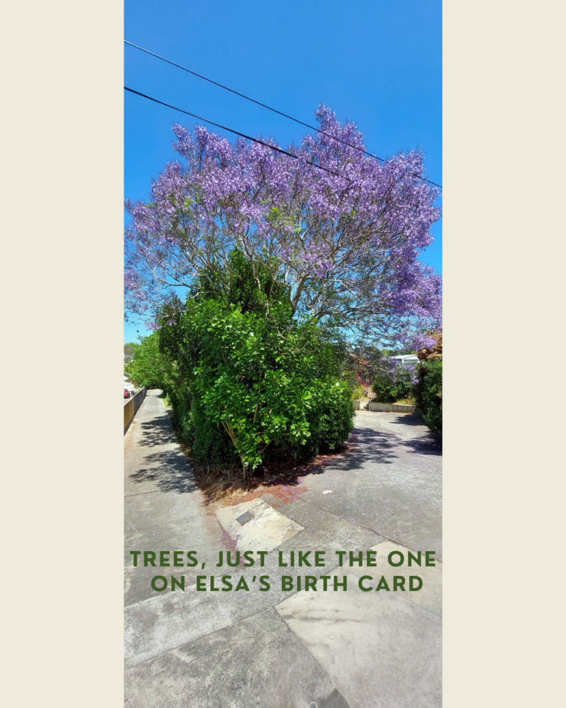 8 jetlag baby trees in NZ